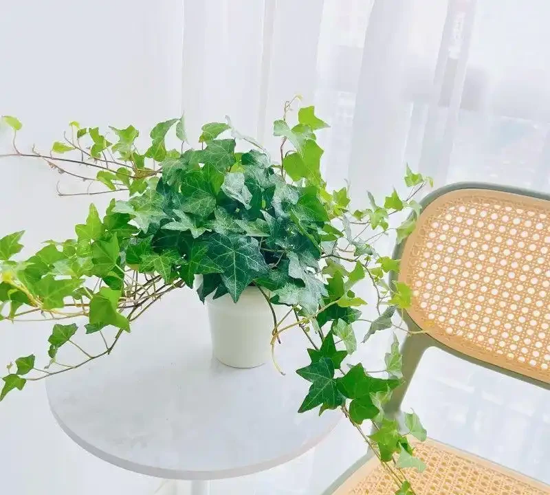 洋常春藤