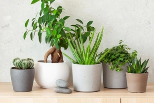 什麼植物好養又適合放在室內？推薦10種易養植物