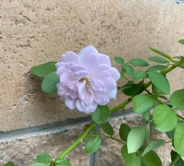 有庭院,就養一株薔薇,皮實好養開花一大片,美得讓人羨慕!
