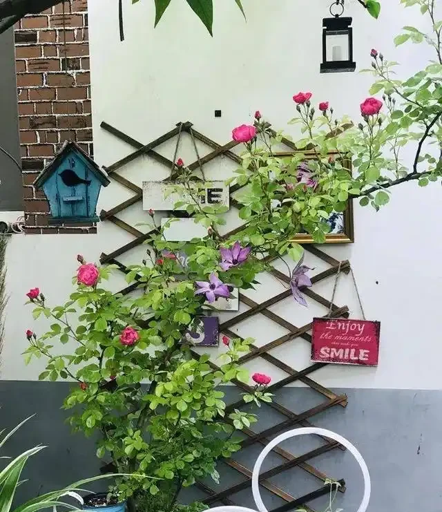 有庭院,就養一株薔薇,皮實好養開花一大片,美得讓人羨慕!