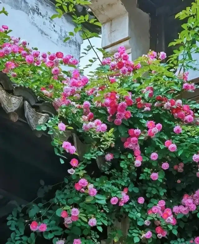 有庭院,就養一株薔薇,皮實好養開花一大片,美得讓人羨慕!