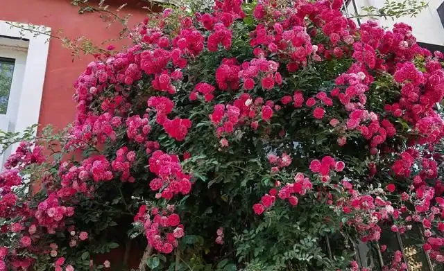有庭院,就養一株薔薇,皮實好養開花一大片,美得讓人羨慕!