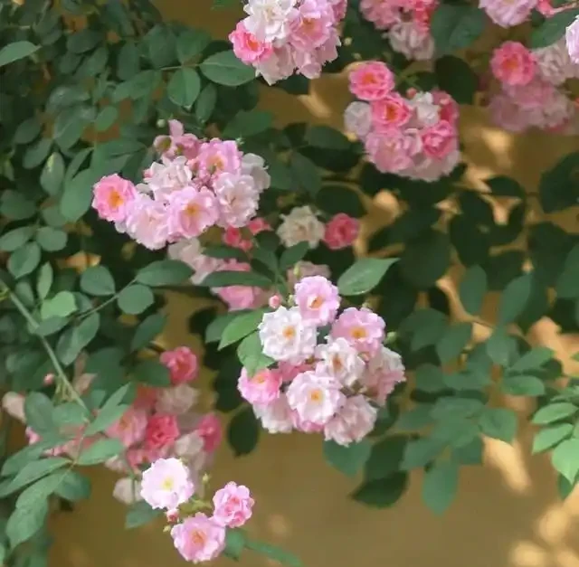 有庭院,就養一株薔薇,皮實好養開花一大片,美得讓人羨慕!