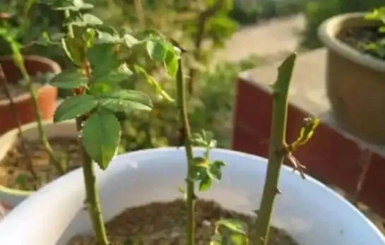 有庭院,就養一株薔薇,皮實好養開花一大片,美得讓人羨慕!
