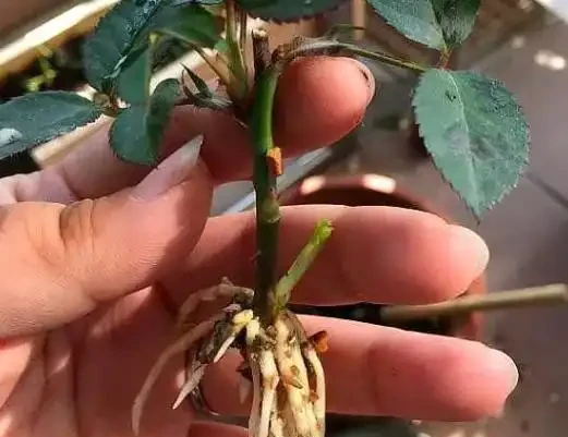 有庭院,就養一株薔薇,皮實好養開花一大片,美得讓人羨慕!