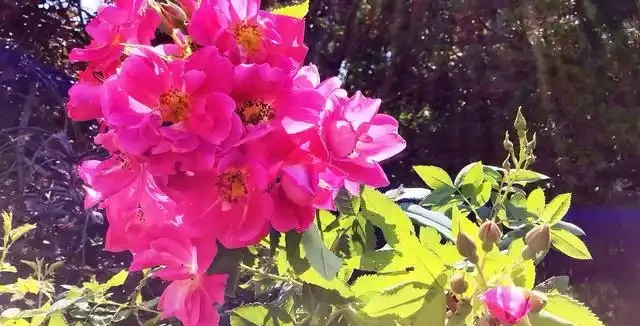 有庭院,就養一株薔薇,皮實好養開花一大片,美得讓人羨慕!