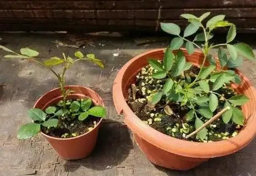 有庭院,就養一株薔薇,皮實好養開花一大片,美得讓人羨慕!