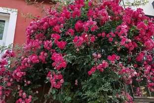 有庭院，就養一株薔薇，皮實好養開花一大片，美得讓人羨慕！