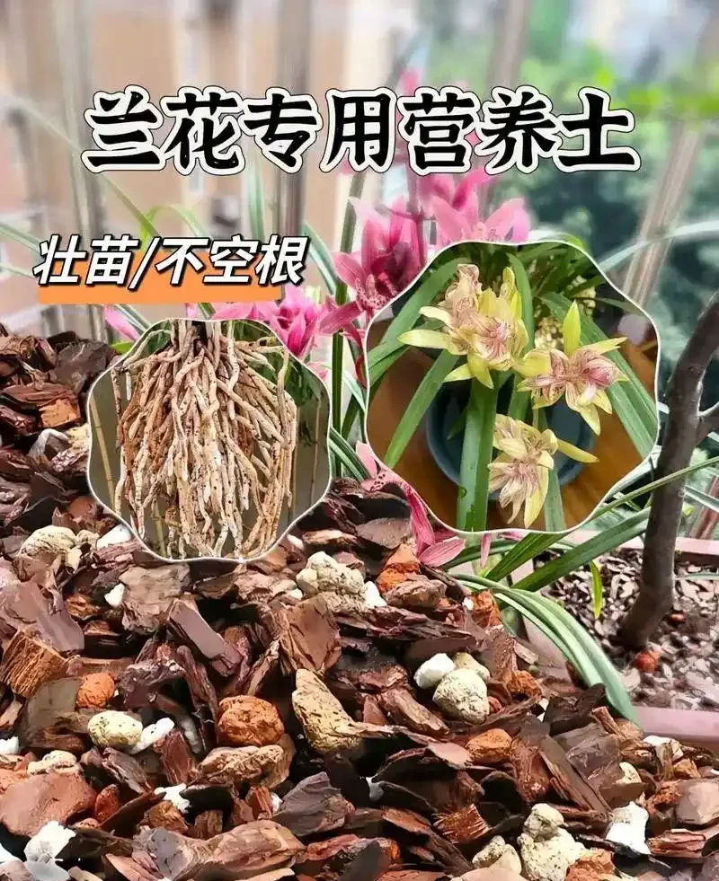 養蘭花用什麼樣的土壤呢?園藝師教你,用蘭科植物專用土乾淨透氣