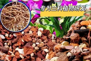 養蘭花用什麼樣的土壤呢？園藝師教你，用蘭科植物專用土乾淨透氣