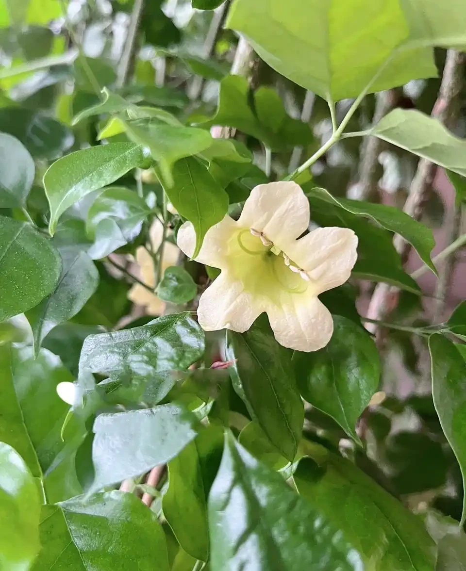 幸福樹會開花嗎?幸福樹開花後需要剪掉花枝嗎