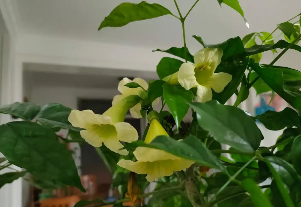 幸福樹會開花嗎?幸福樹開花後需要剪掉花枝嗎