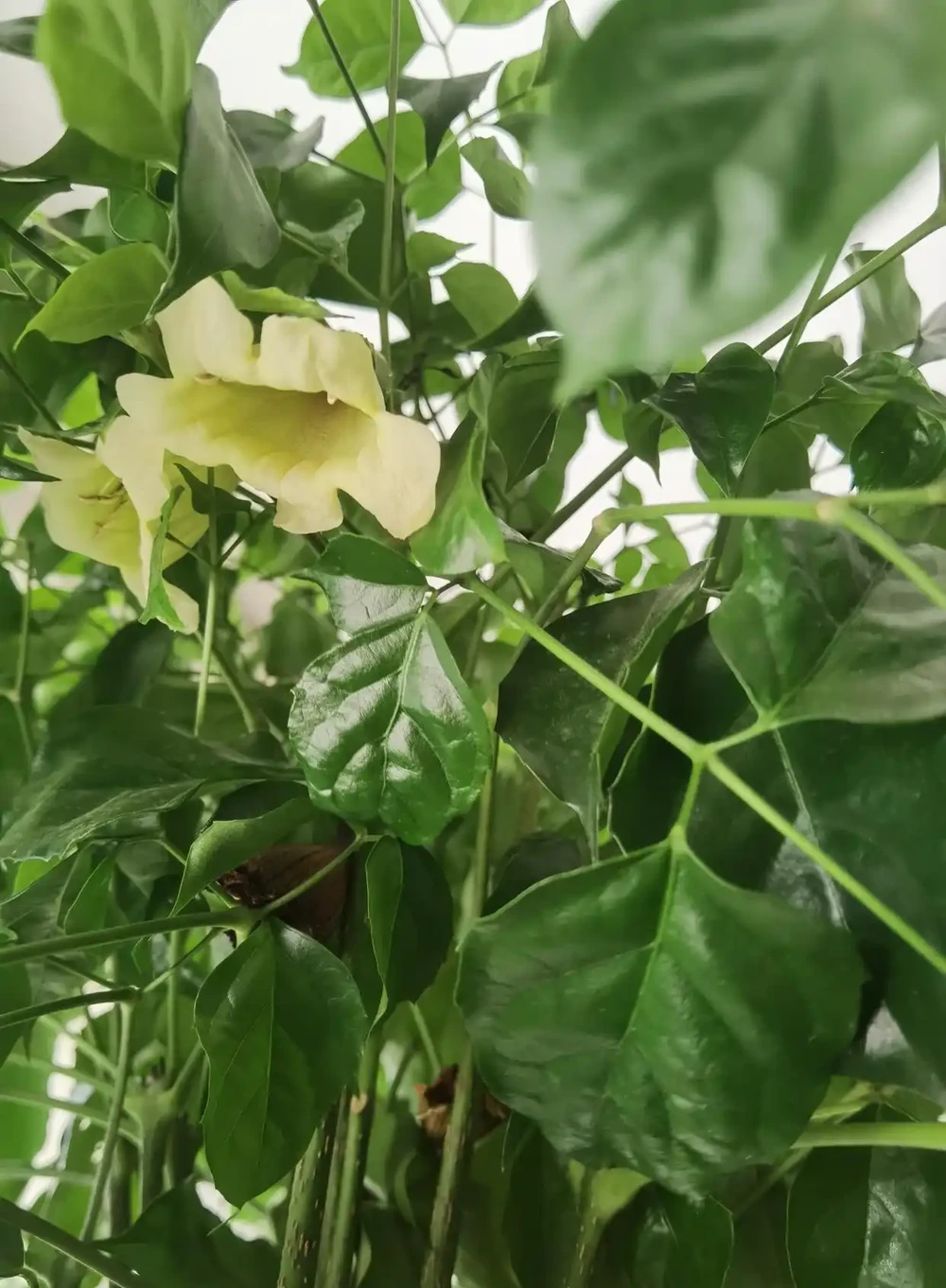 幸福樹會開花嗎?幸福樹開花後需要剪掉花枝嗎