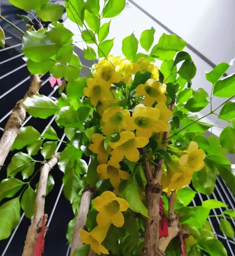 幸福樹會開花嗎?幸福樹開花後需要剪掉花枝嗎