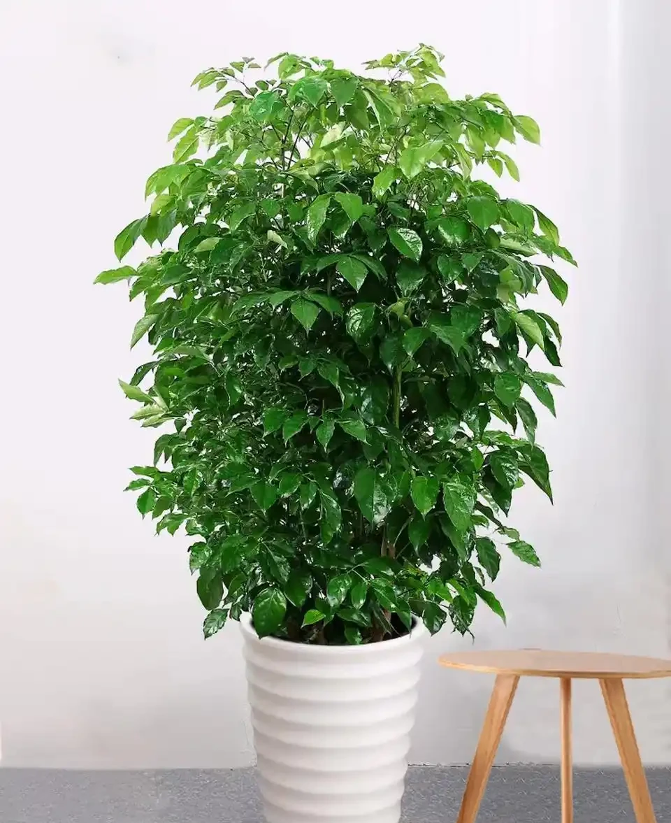 幸福樹會開花嗎?幸福樹開花後需要剪掉花枝嗎