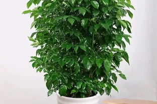 幸福樹會開花嗎？幸福樹開花後需要剪掉花枝嗎