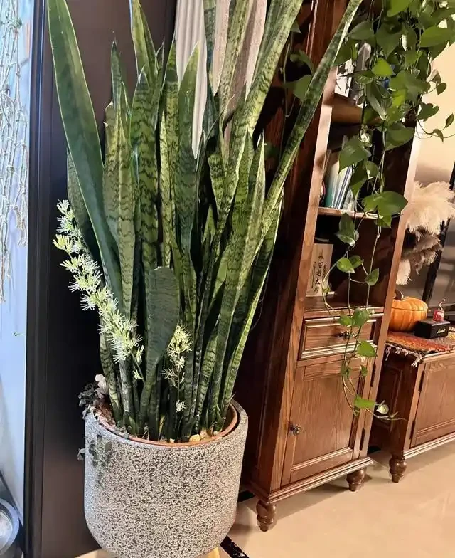 5種花家裡再小也要養1盆,吸「毒氣」淨空氣,越養家裡越乾淨