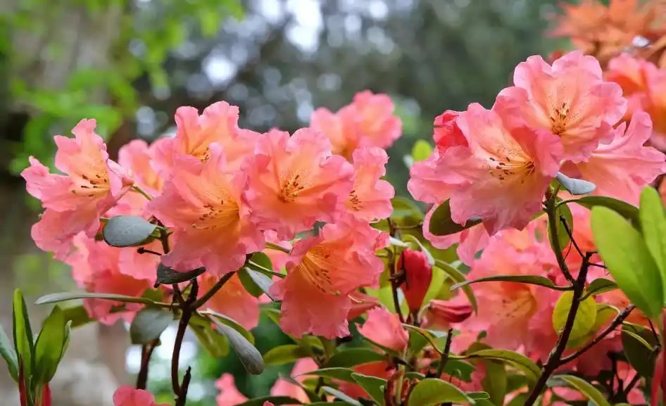 春節前後逛花市,看到6種花別錯過,寓意美好愛開花