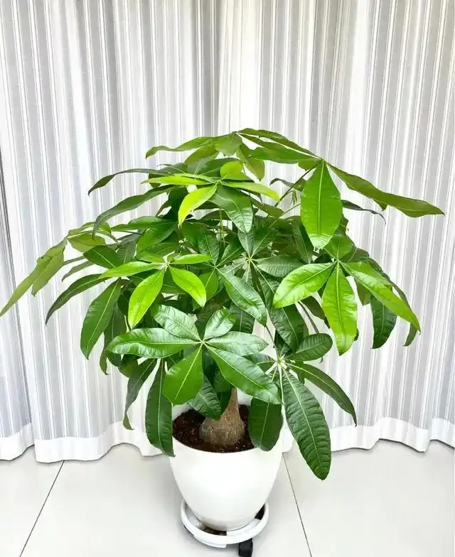 5種花家裡再小也要養1盆,吸「毒氣」淨空氣,越養家裡越乾淨