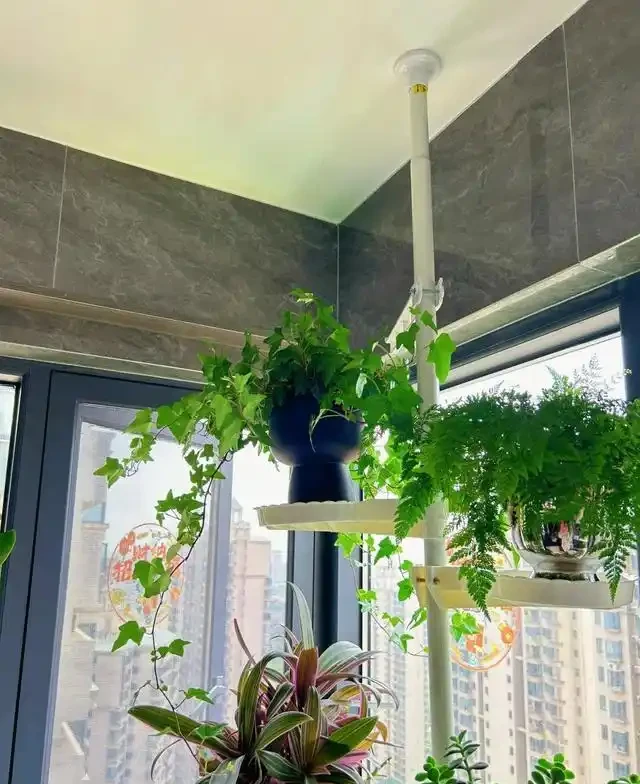 5種花家裡再小也要養1盆,吸「毒氣」淨空氣,越養家裡越乾淨