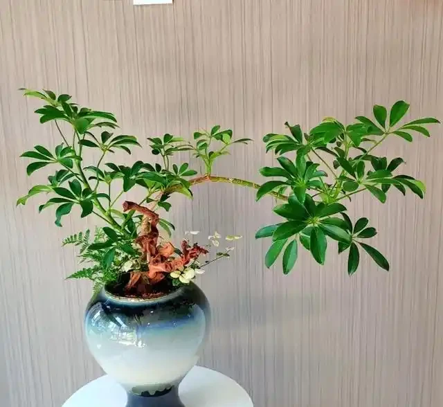 5種花家裡再小也要養1盆,吸「毒氣」淨空氣,越養家裡越乾淨