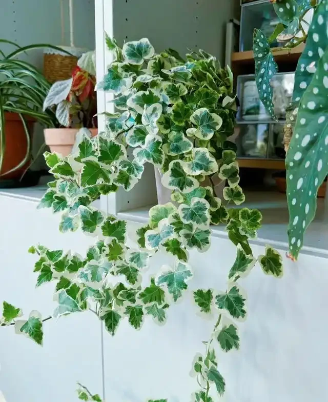 5種花家裡再小也要養1盆,吸「毒氣」淨空氣,越養家裡越乾淨