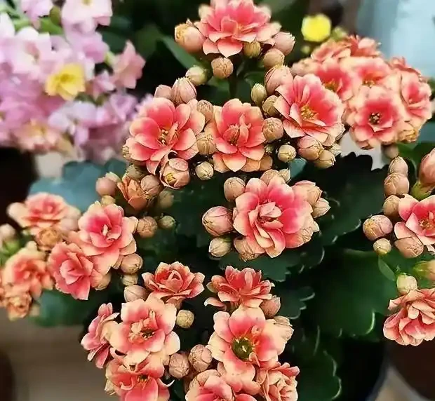 春節前後逛花市,看到6種花別錯過,寓意美好愛開花