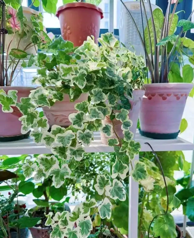 5種花家裡再小也要養1盆,吸「毒氣」淨空氣,越養家裡越乾淨