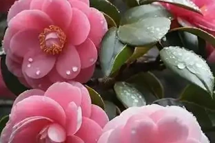春節前後逛花市，看到6種花別錯過，寓意美好愛開花