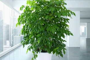 室內幸福樹多久澆一次水？受哪些因素影響，澆水過多要如何補救？