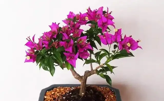 養九重葛就要「虐一虐」,開花更多,更漂亮,不然光長葉子不開花