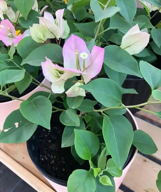 養九重葛就要「虐一虐」,開花更多,更漂亮,不然光長葉子不開花