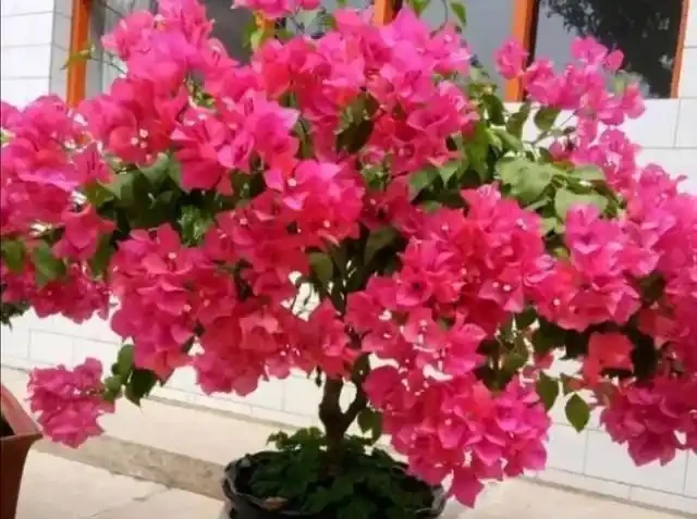 養九重葛就要「虐一虐」,開花更多,更漂亮,不然光長葉子不開花