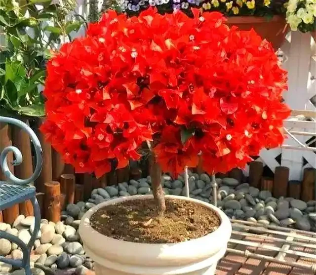 養九重葛就要「虐一虐」,開花更多,更漂亮,不然光長葉子不開花