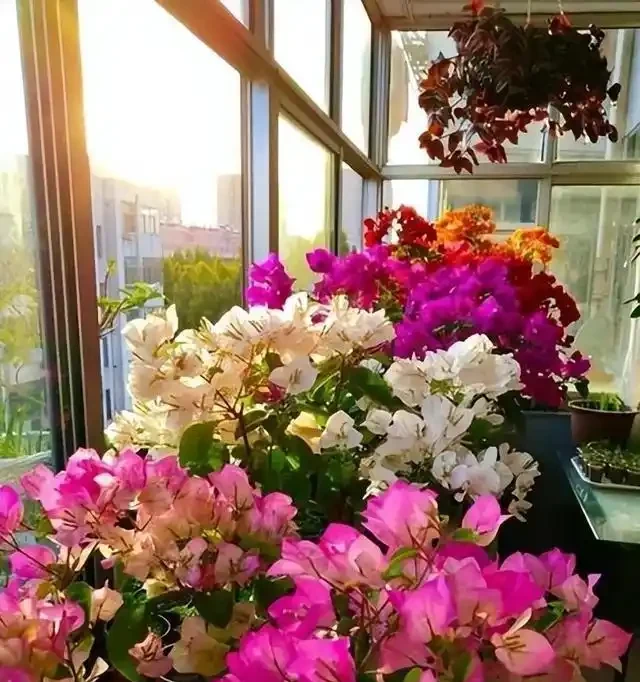 養九重葛就要「虐一虐」,開花更多,更漂亮,不然光長葉子不開花