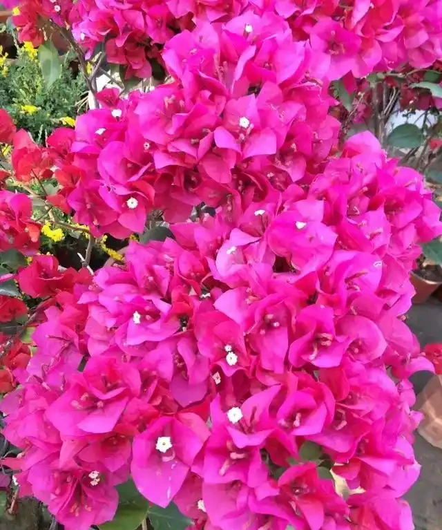 養九重葛就要「虐一虐」，開花更多，更漂亮，不然光長葉子不開花