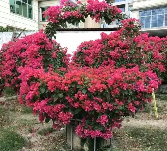 養九重葛就要「虐一虐」,開花更多,更漂亮,不然光長葉子不開花