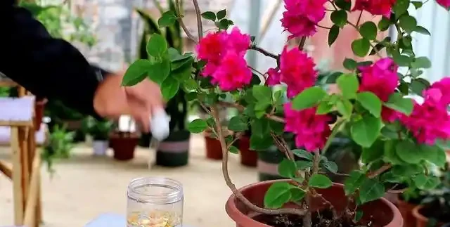 養九重葛就要「虐一虐」,開花更多,更漂亮,不然光長葉子不開花