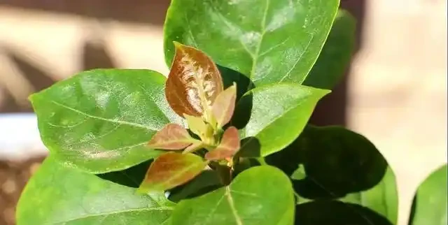 養九重葛就要「虐一虐」,開花更多,更漂亮,不然光長葉子不開花