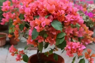 養九重葛就要「虐一虐」，開花更多，更漂亮，不然光長葉子不開花