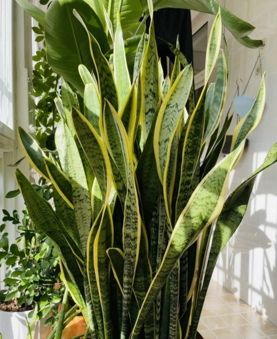 5種「最好養」的花，沒陽光也可以活，顏值、耐寒性都碾壓黃金葛