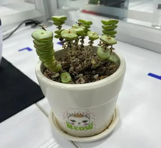 5種「最好養」的花，沒陽光也可以活，顏值、耐寒性都碾壓黃金葛