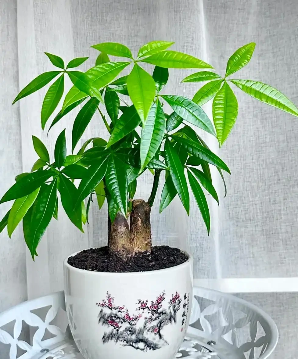發財樹冬天多久澆一次水,多久施肥一次?發財樹冬季養護指南