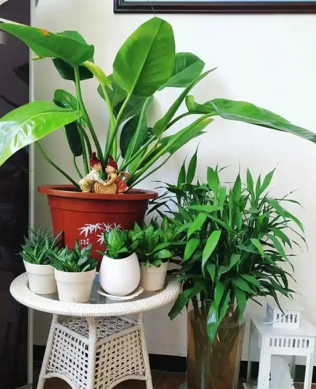5種「最好養」的花，沒陽光也可以活，顏值、耐寒性都碾壓黃金葛