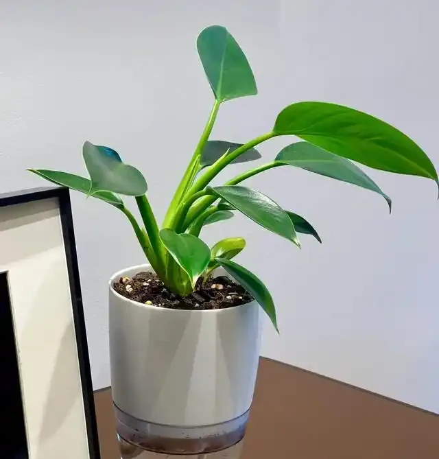 5種「最好養」的花，沒陽光也可以活，顏值、耐寒性都碾壓黃金葛