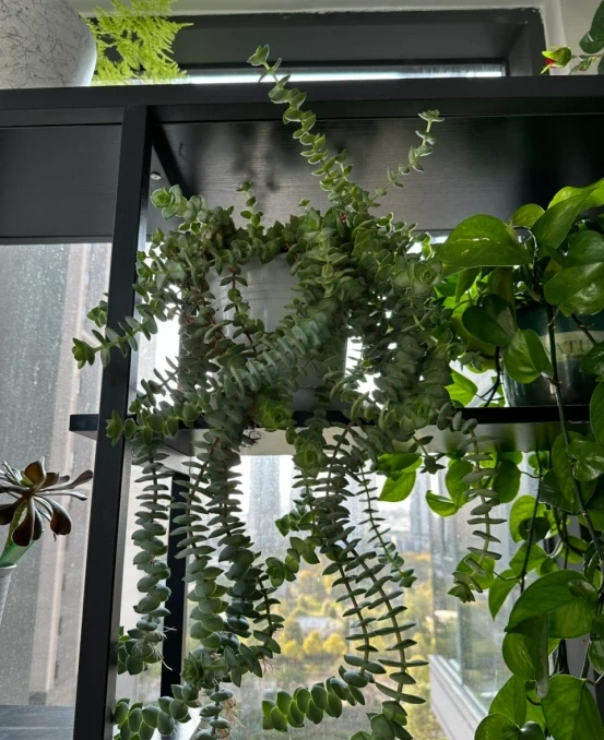 5種「最好養」的花，沒陽光也可以活，顏值、耐寒性都碾壓黃金葛