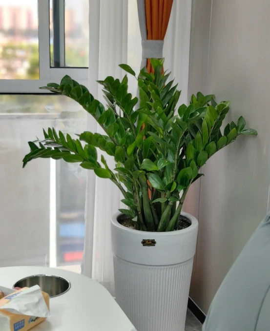 5種「最好養」的花，沒陽光也可以活，顏值、耐寒性都碾壓黃金葛