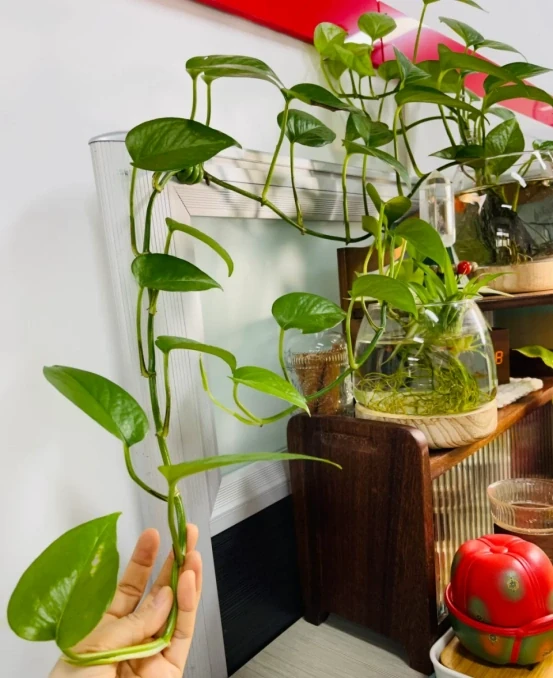 5種「最好養」的花，沒陽光也可以活，顏值、耐寒性都碾壓黃金葛