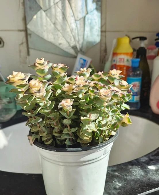 5種「最好養」的花，沒陽光也可以活，顏值、耐寒性都碾壓黃金葛