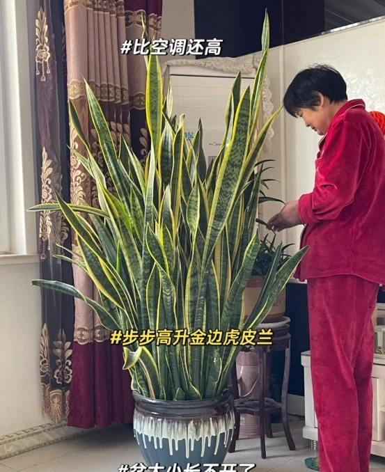 5種「最好養」的花，沒陽光也可以活，顏值、耐寒性都碾壓黃金葛